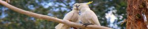 animals-0062