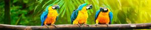 animals-0066