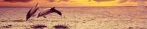 animals-0068