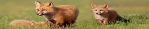 animals-0072