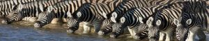 animals-0079
