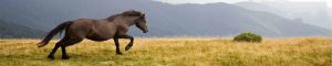 animals-0083