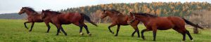 animals-0084