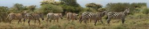 animals-0088