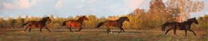 animals-0092