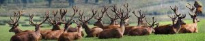 animals-0096