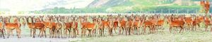 animals-0098