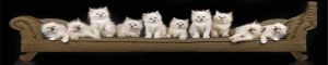 animals-0101