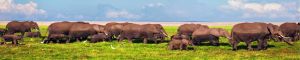 animals-0102