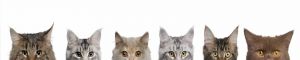 animals-0103