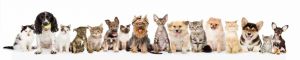 animals-0105