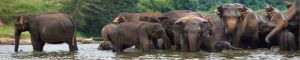 animals-0106