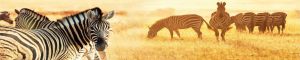 animals-0111