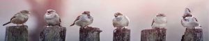 animals-0112