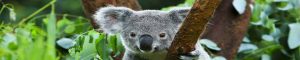 animals-0116