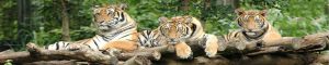 animals-0117