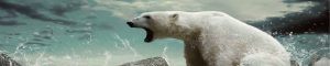 animals-0125
