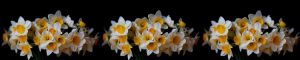cvety-0047