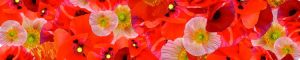 cvety-0105