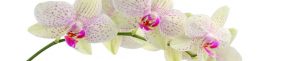 cvety-0254