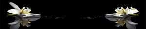 cvety-0364