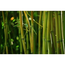 Фотообои - Бамбуковый лес