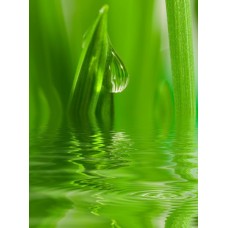 Фотообои - Трава в воде