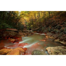 Фотообои - Аризонский лес