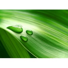 Фотообои - Три капли воды