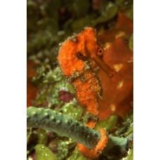 Фотообои - Морской конек