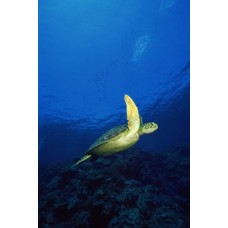 Фотообои - Морская черепаха