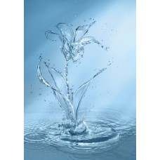 Фотообои - Цветок в воде